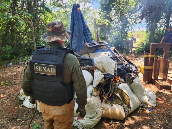 Senad destruye 7 toneladas de marihuana en operativo antidrogas en San Pedro - Concepción al Día