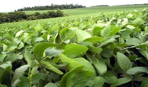 Industrialización de soja llega al récord de 2,65 millones de toneladas