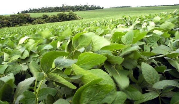 Industrialización de soja llega al récord de 2,65 millones de toneladas