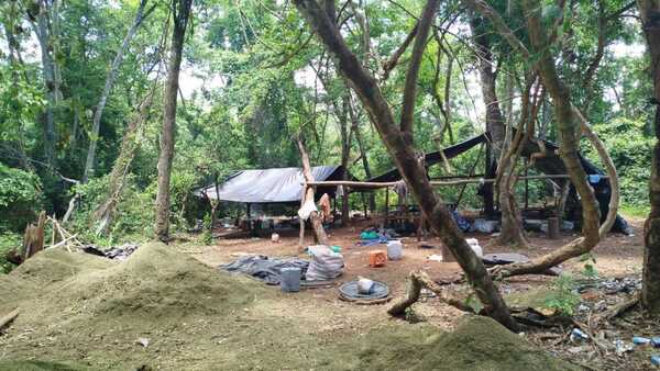Agentes antidrogas destruyen 7 toneladas de marihuana en campamento narco de PJC