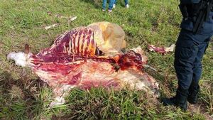 Abigeato en Rincon'i: faenan vaca lechera y se llevan toda la carne - Concepción al Día