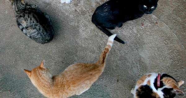 La Nación / De entre las rejas al regazo: los felinos del exBuen Pastor ya tienen familia