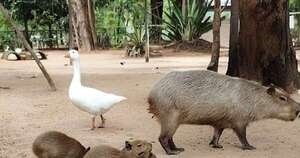 La Nación / Tres nuevos carpinchitos despiertan alegría y emoción en el Zoológico de Asunción