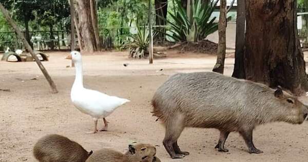La Nación / Tres nuevos carpinchitos despiertan alegría y emoción en el Zoológico de Asunción