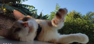 Popular / Corazones abiertos y patas agradecidas: 40 michis del exBuen Pastor tienen nuevas casas