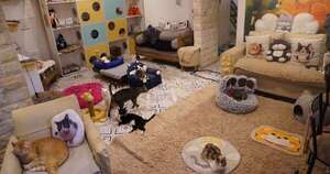 La Nación / De entre las rejas al regazo: los felinos del exBuen Pastor tienen nuevas familias