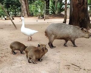 Popular / Mas carpinchitos: zoológico de Asunción suma nuevos integrantes