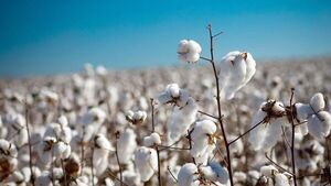 El algodón “sigue siendo un cultivo estratégico para la diversificación de cultivos”