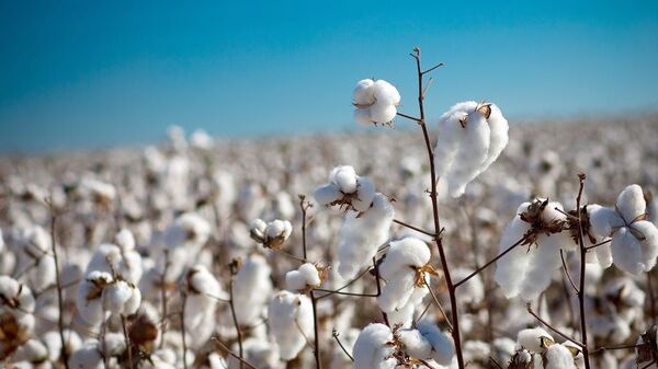 El algodón “sigue siendo un cultivo estratégico para la diversificación de cultivos”
