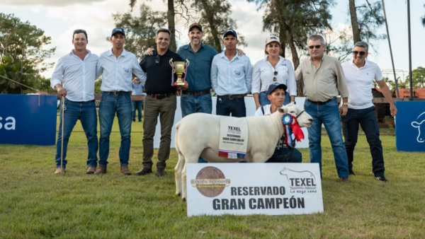 Texel consolida su año más activo con récords en remates y crecimiento de cabañas (más de 1.000 animales subastados)