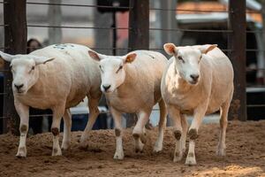 Nacional Texel: altas expectativas, interés regional y alta presencia de genética británica