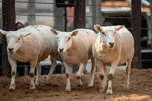 Nacional Texel: altas expectativas, interés regional y alta presencia de genética británica