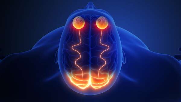 Prueban en dos personas ciegas un sistema de visión artificial que dialoga con el cerebro - Ciencia - ABC Color