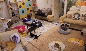 Gatos rescatados del Buen Pastor cuentan con nuevo hogar – Prensa 5