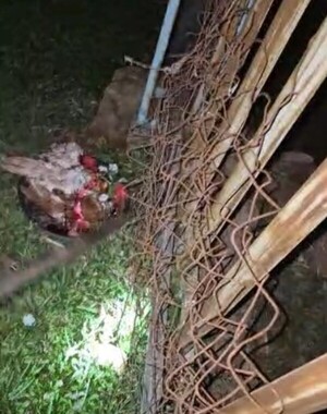 Popular / Dejaron un feroz “paye” frente a la casa de una doñita