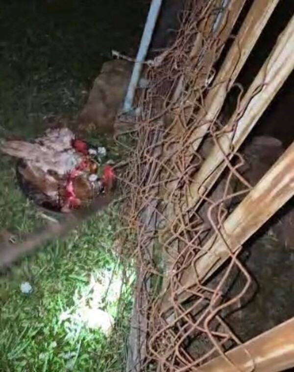 Popular / Dejaron un feroz “paye” frente a la casa de una doñita