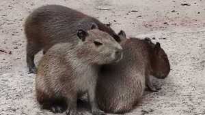 Tres nuevos carpinchos nacieron en el Zoológico del Jardín Botánico