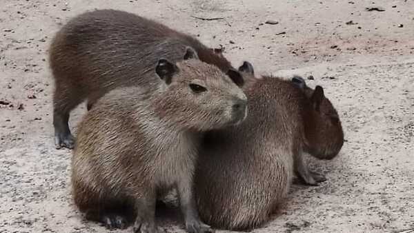 Tres nuevos carpinchos nacieron en el Zoológico del Jardín Botánico