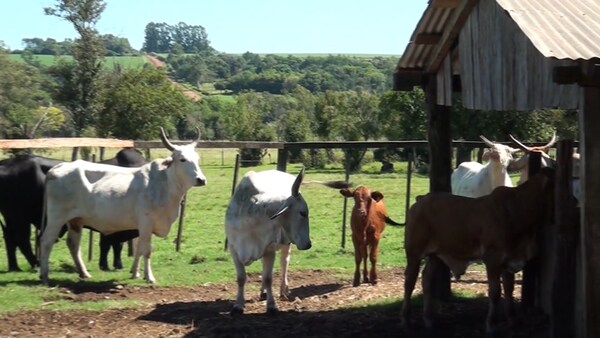 Itapúa supera las 400 mil cabezas de ganado tras última campaña de vacunación