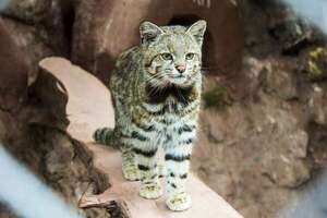 Descubrí al gato andino: un tesoro escondido en las alturas extremas de Sudamérica - Ciencia - ABC Color