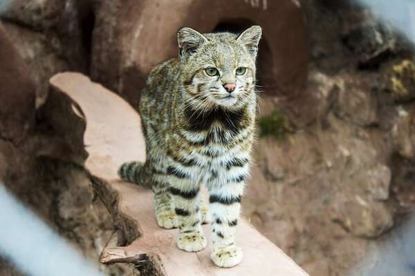 Descubrí al gato andino: un tesoro escondido en las alturas extremas de Sudamérica - Ciencia - ABC Color