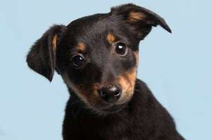 Diez maneras de mantener seguro a tu cachorro dentro y fuera de casa - Mascotas - ABC Color