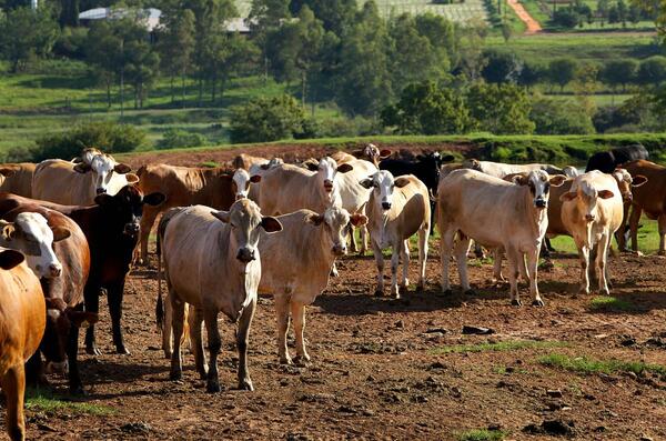 Primer trimestre del año sostiene crecimiento positivo de faenamiento de bovinos