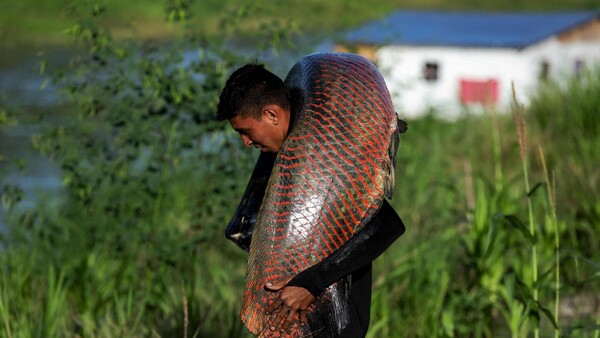 Una ola de calor en 2023 calentó los lagos del Amazonas hasta los 41ºC