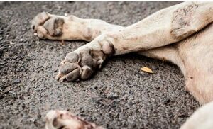 Popular / Denuncian muerte de varios perros en los alrededores de la Municipalidad de Yby Yaú