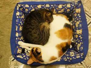 Más de 40 gatos del ex Buen Pastor encontraron un nuevo hogar - Nacionales - ABC Color