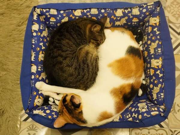 Más de 40 gatos del ex Buen Pastor encontraron un nuevo hogar - Nacionales - ABC Color