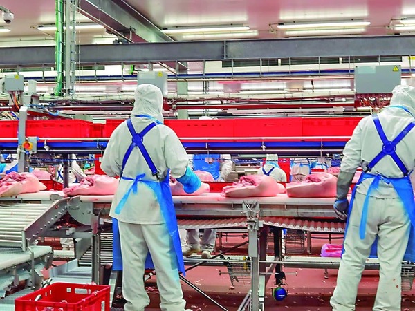 Plan de Naranjal duplicará producción porcina en Paraguay