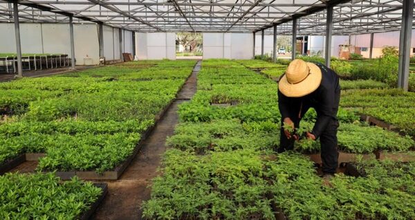 Tekotopa produjo más de 110.000 plantines de diferentes especies