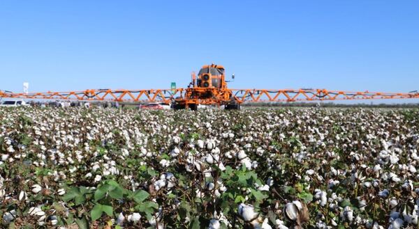 Pese a dificultades climáticas, algodón sigue siendo estratégico para diversificación de cultivos