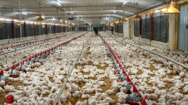 China continental levanta veto a importaciones brasileñas de pollo tras brote de gripe aviar