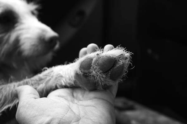 ¿Debería tu jefe otorgarte un día libre si muere tu mascota? La ley que divide opiniones - Mascotas - ABC Color