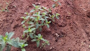 EXTRA Y SNPP te enseñan a cultivar plantas medicinales