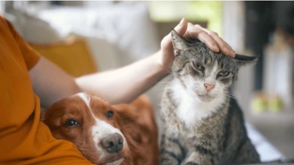 Chile impulsa ley que otorga día libre por muerte de mascota