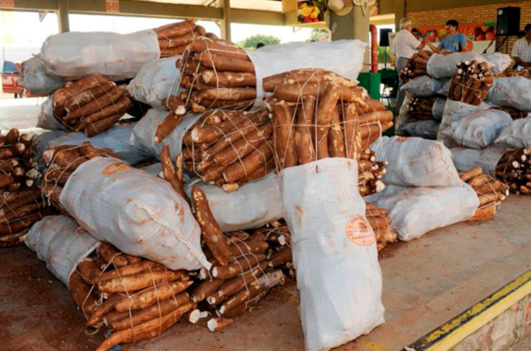 Destacan la buena demanda y precios estables de la mandioca - Economía - ABC Color