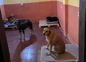 Guardería para 40 perros rescatados podría cerrar por falta de fondos y apelan a la solidaridad