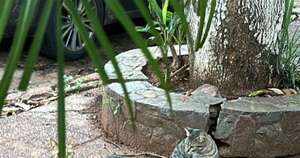 Diario HOY | Reiteran pedido de verificación de situación gatos abandonados en Lambaré