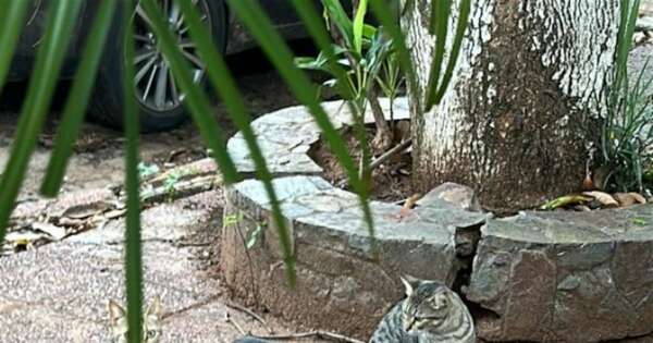 Diario HOY | Reiteran pedido de verificación de situación gatos abandonados en Lambaré