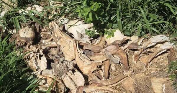 Diario HOY | Descubren “cementerio de vacas” en Loreto: sospechas apuntan a cuatreros