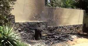 La Nación / Un hombre arrojó y les prendió fuego a tres gatitos en plena vía pública