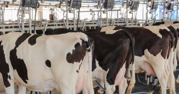 La Nación / Productores de San Pedro reactivan la cuenca lechera con apoyo del MAG