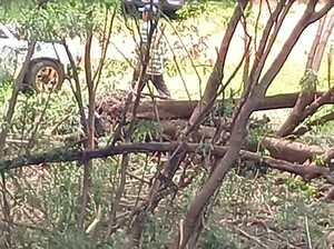 Popular / Dos infelices se pusieron a cortar árboles nativos a la vera del arroyo Ytay