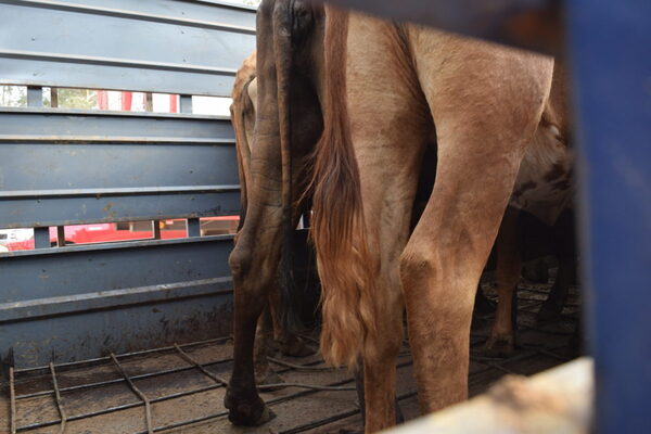 Ferias de consumo: menor volumen, demanda firme y precios en alza
