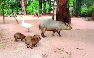 Nacen 3 Crías de Carpinchos en Zoológico de Asunción