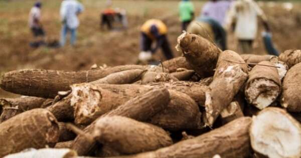 La Nación / La mandioca, el pan paraguayo que se consolida como uno de los cultivos más importantes del país