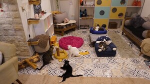 De “gatitos del Buenpa” a “gatos chetos”: ahora viven en una cafetería